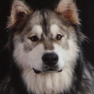 Meet your Posher, Janet